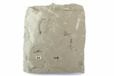 Fossil Insect (Flies and Ant) Plate - Utah #377093-1